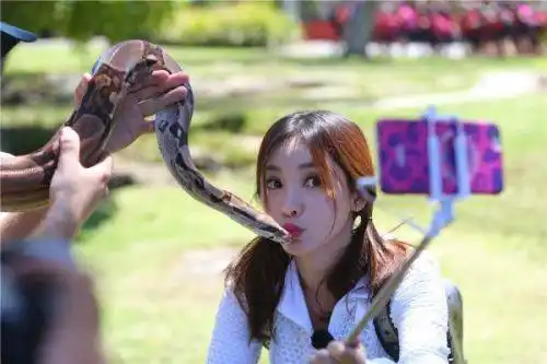 谈起美女肯定就会想到野兽,柳岩玩过了性感,现在又准备向蟒蛇下手了.